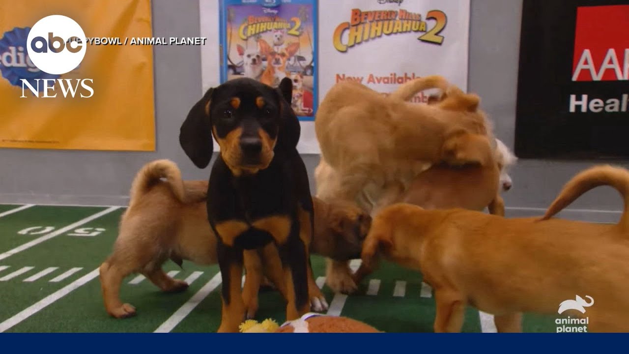 Get ready for PuppyBowl XXI!