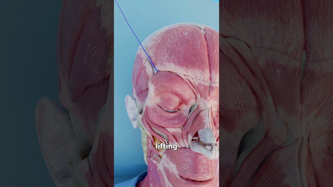 How An Eyebrow Thread Lift Works 🤔