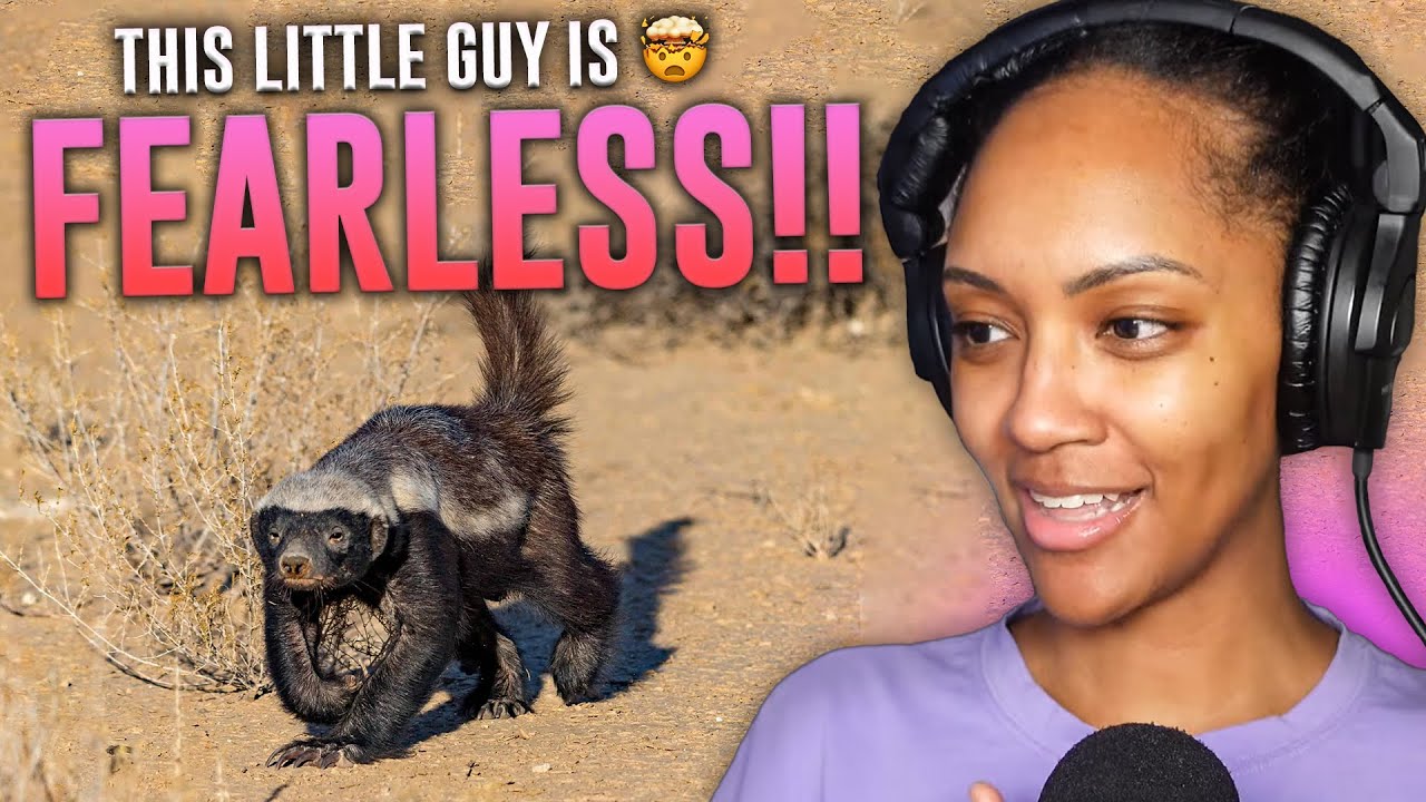 I’M TERRIFIED!! | CASUAL GEOGRAPHIC | Why Honey Badgers Don’t Fear God or Lions | REACTION