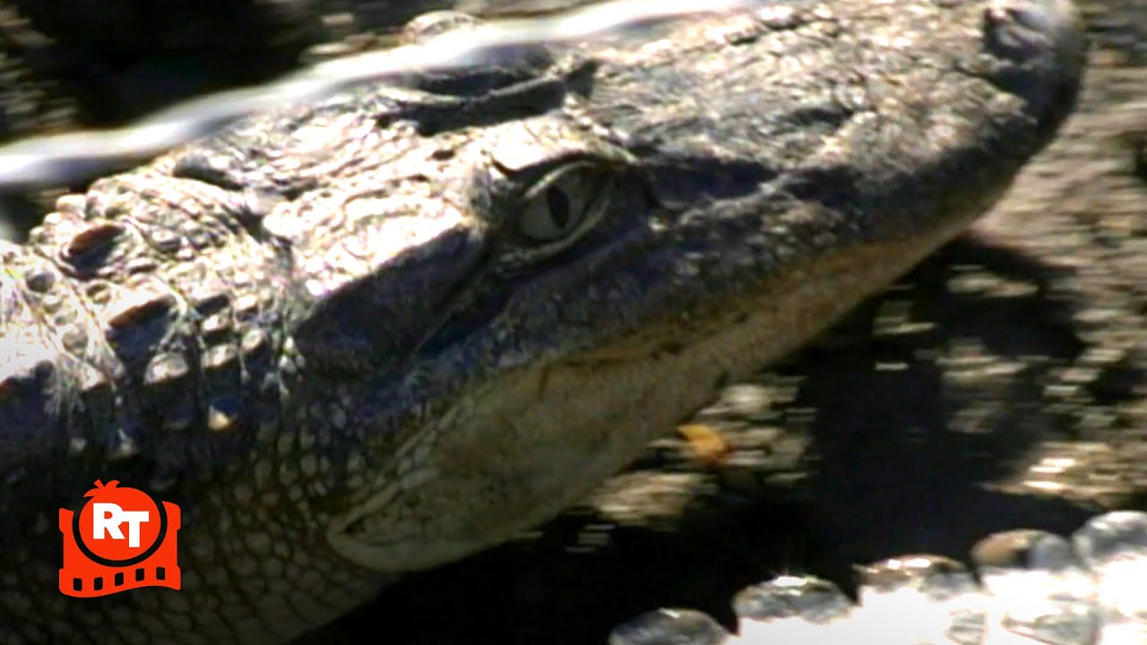 Jackass 2.5 (2007) – Alligator Obstacle Course Scene | Movieclips