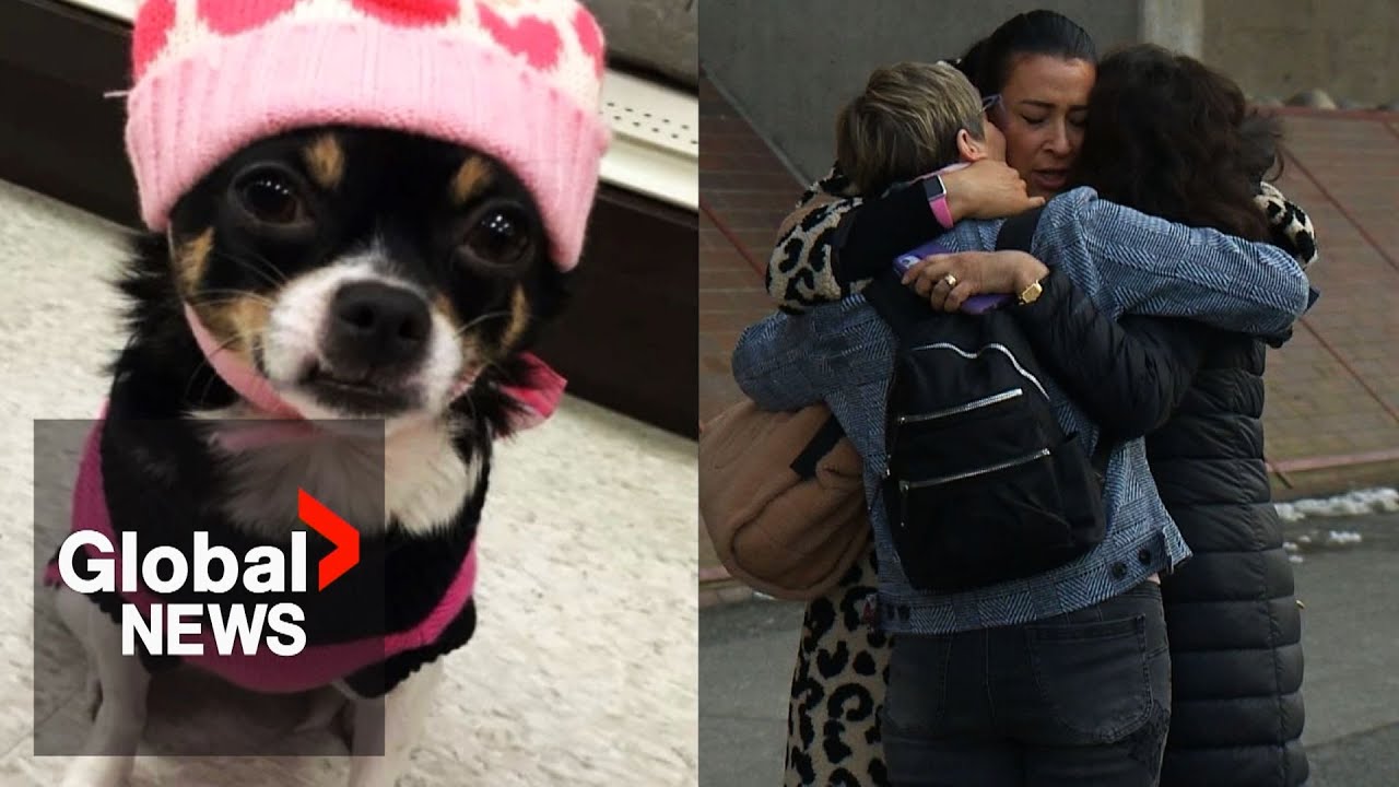 “Justice”: BC man gets jail time for killing ex-girlfriend’s Chihuahua
