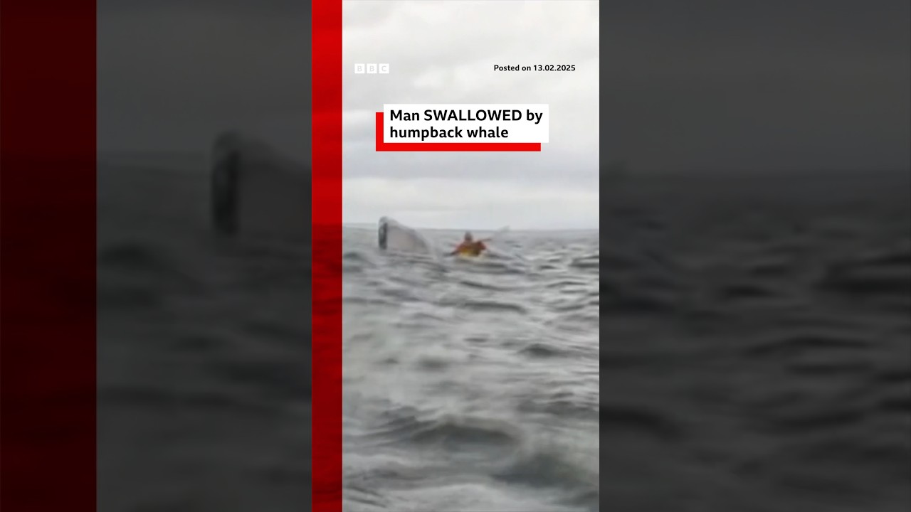 Man briefly swallowed by humpback whale. #Chile #Patagonia #BBCNews
