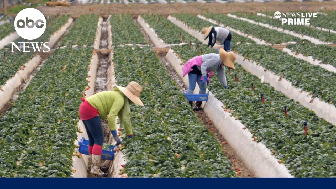 Migrant farm workers on high alert amid immigration raids