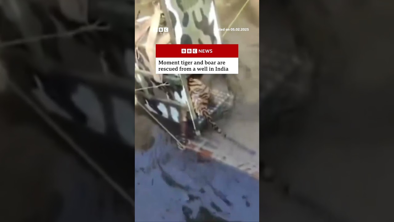 Moment tiger and boar are rescued from a well in India. #India #Tiger #BBCNews