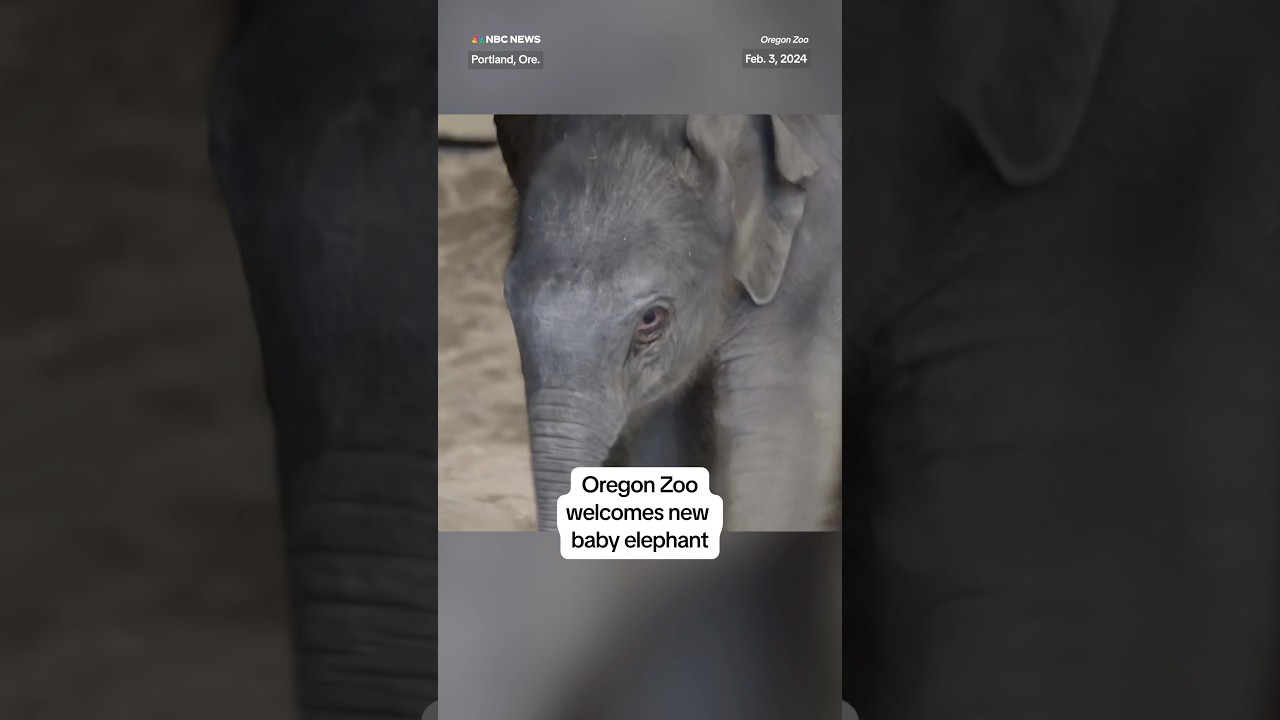 Oregon Zoo welcomes a new baby elephant!