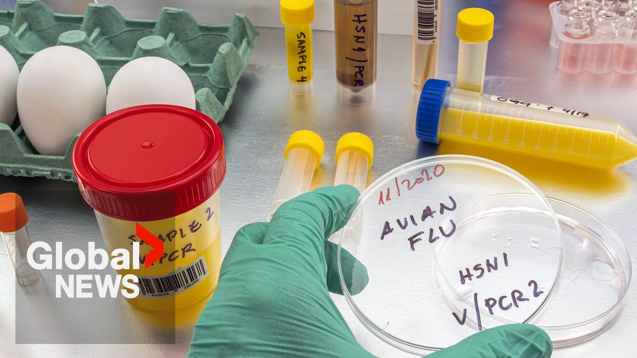 Screening for bird flu in Canada as US cases soar