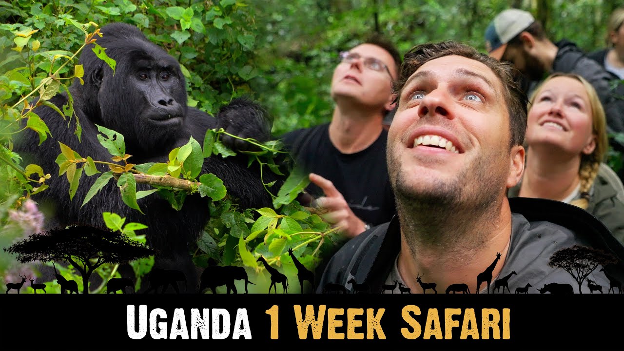 UGANDA 🇺🇬 1 Week SAFARI | Bwindi Impenetrable Forest, Queen Elizabeth NP, Kibale Forest