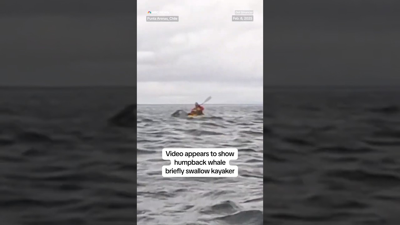 Video appears to show humpback whale briefly swallow kayaker
