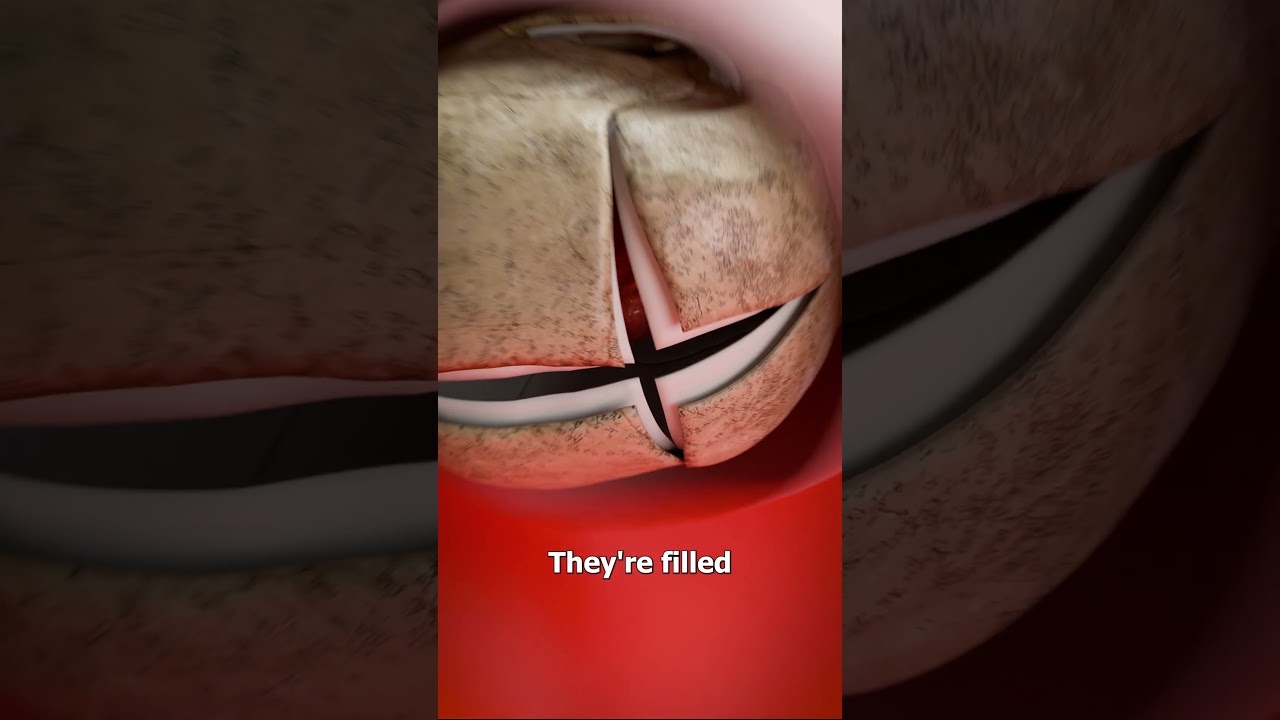 Why Does The Skull Have Cracks? 🤔