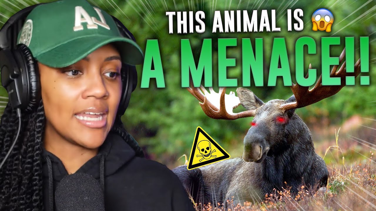 WTF!?!? | CASUAL GEOGRAPHIC | Why Moose are the Greatest Threat to National Security | REACTION