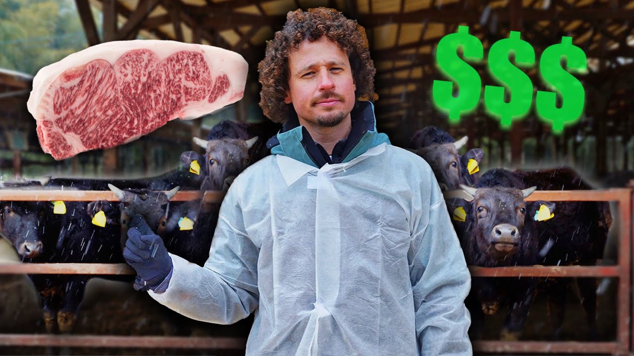 Así se hace la carne más cara del mundo: KOBE $$$ | ¡Vacas millonarias! 🇯🇵🥩