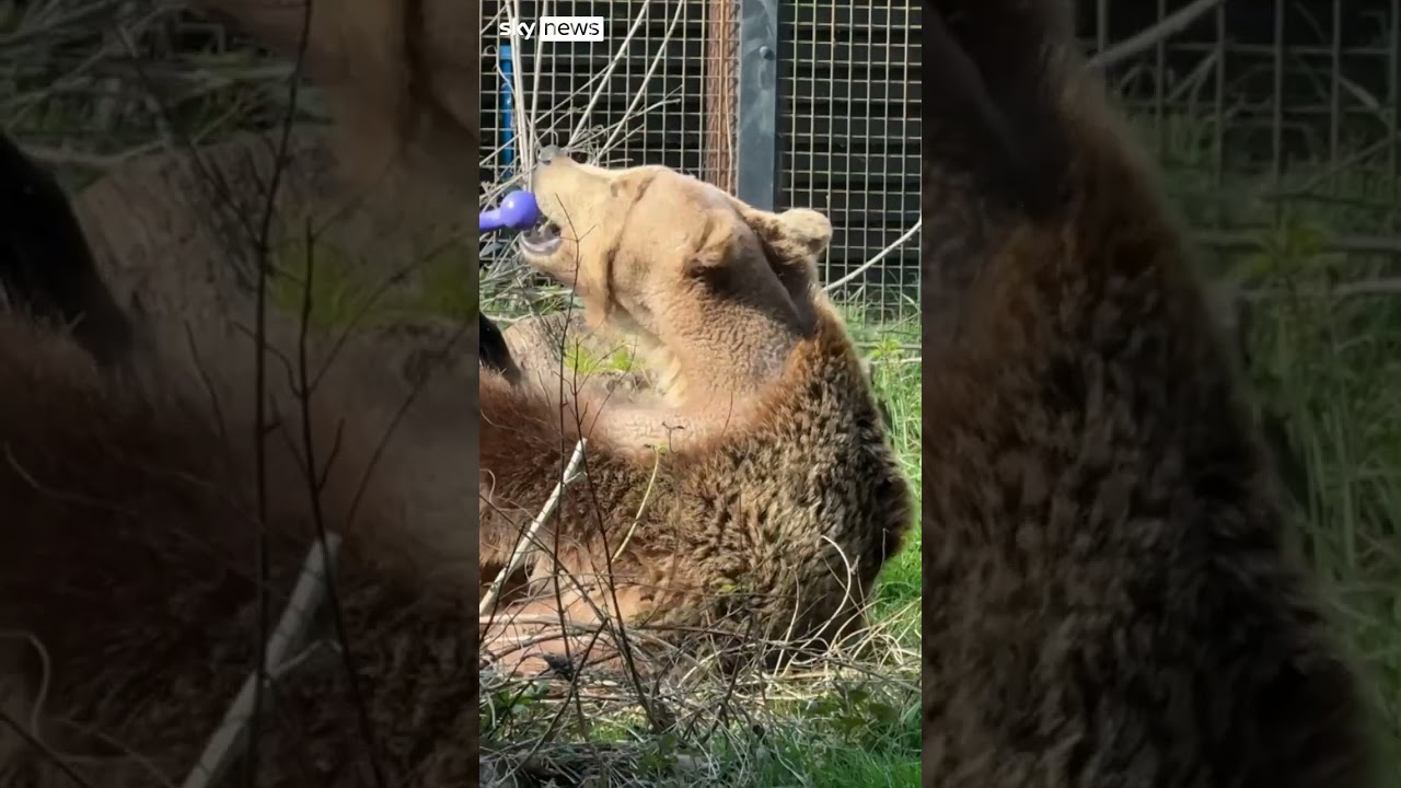 Boki the bear emerges from hibernation