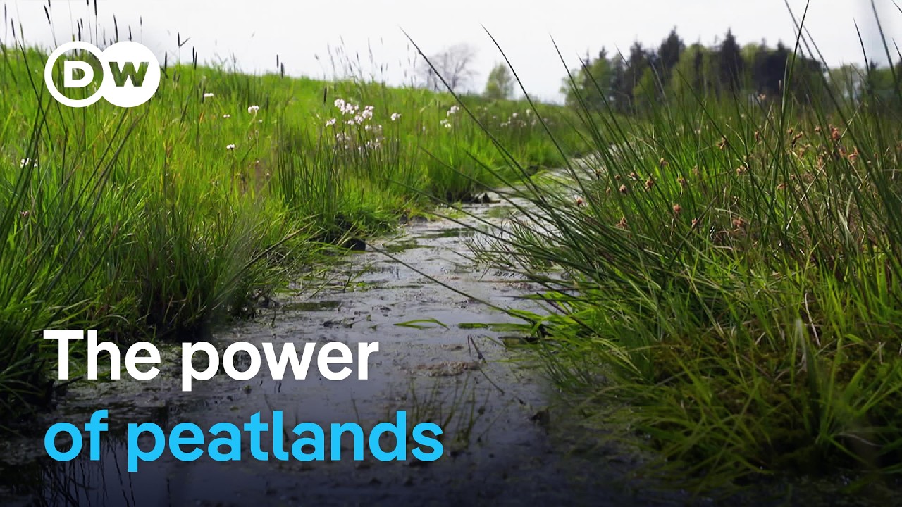 Climate protection from moors | DW Documentary