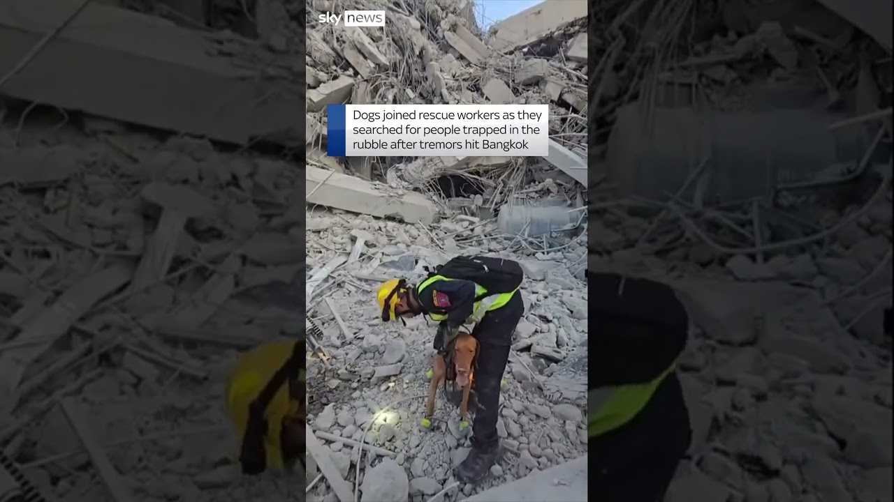 Dogs help in search for trapped people