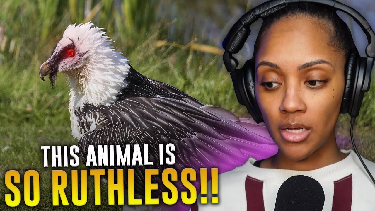 I WILL NEVER BE THE SAME! | CASUAL GEOGRAPHIC | Why Some Birds Will Never See Heaven | REACTION