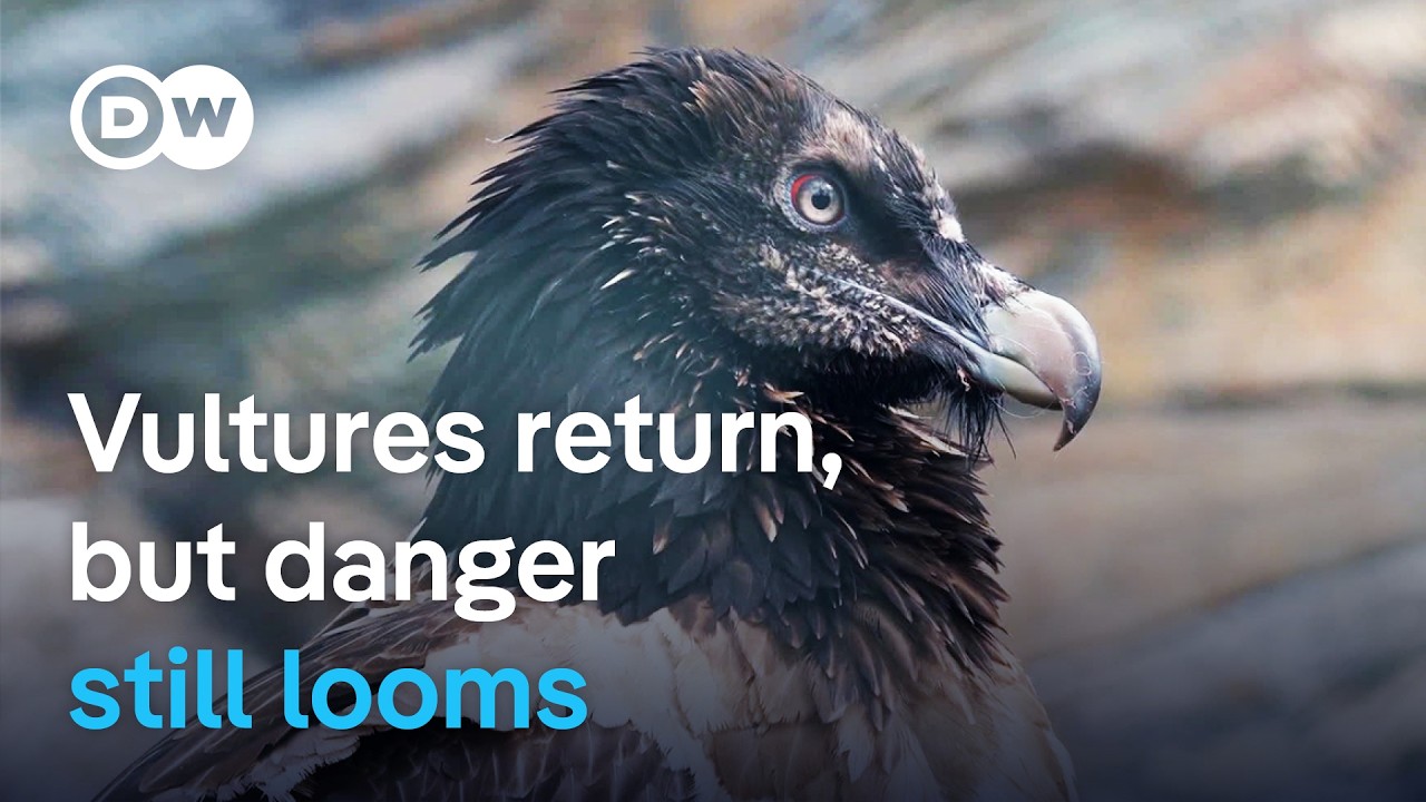 The return of vultures to Europe | DW Documentary