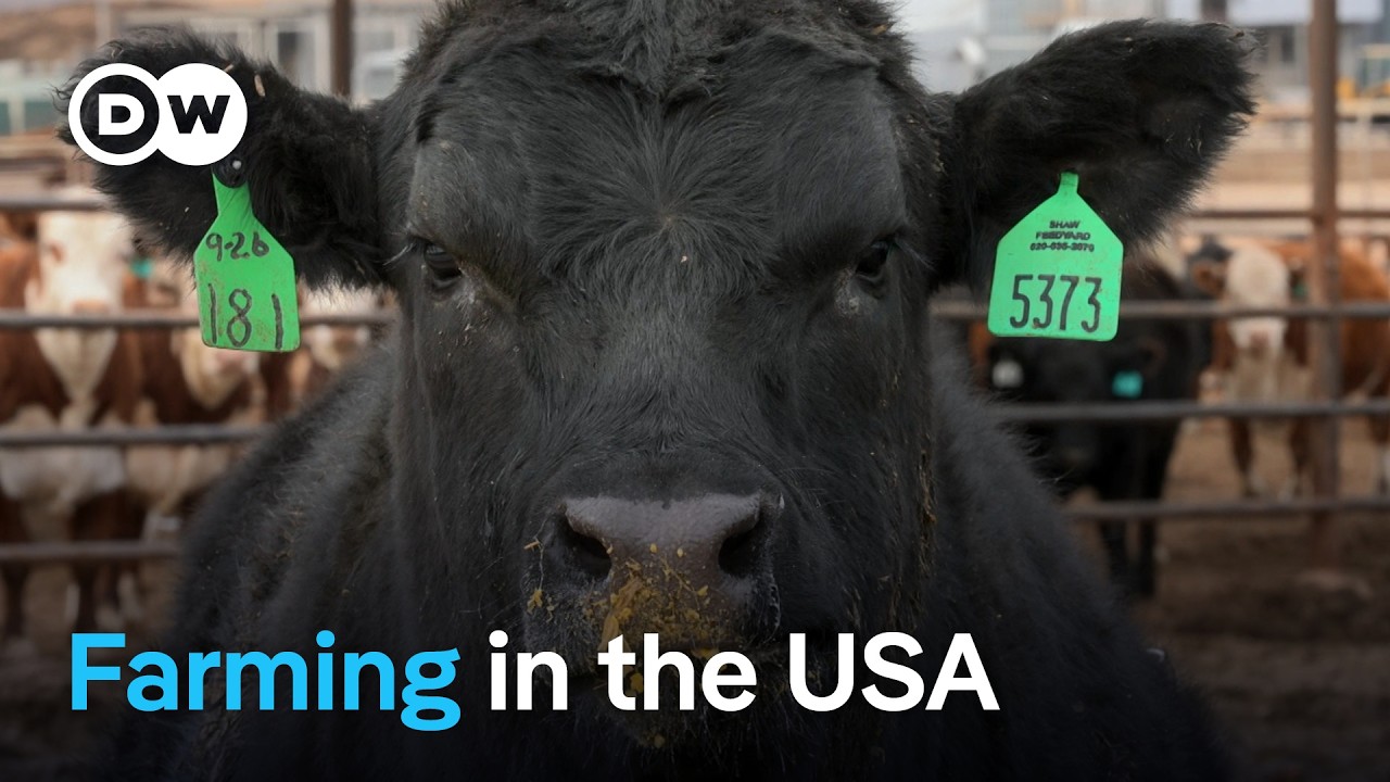 Agribusiness in the USA – The dark side of productivity and profitability | DW Documentary