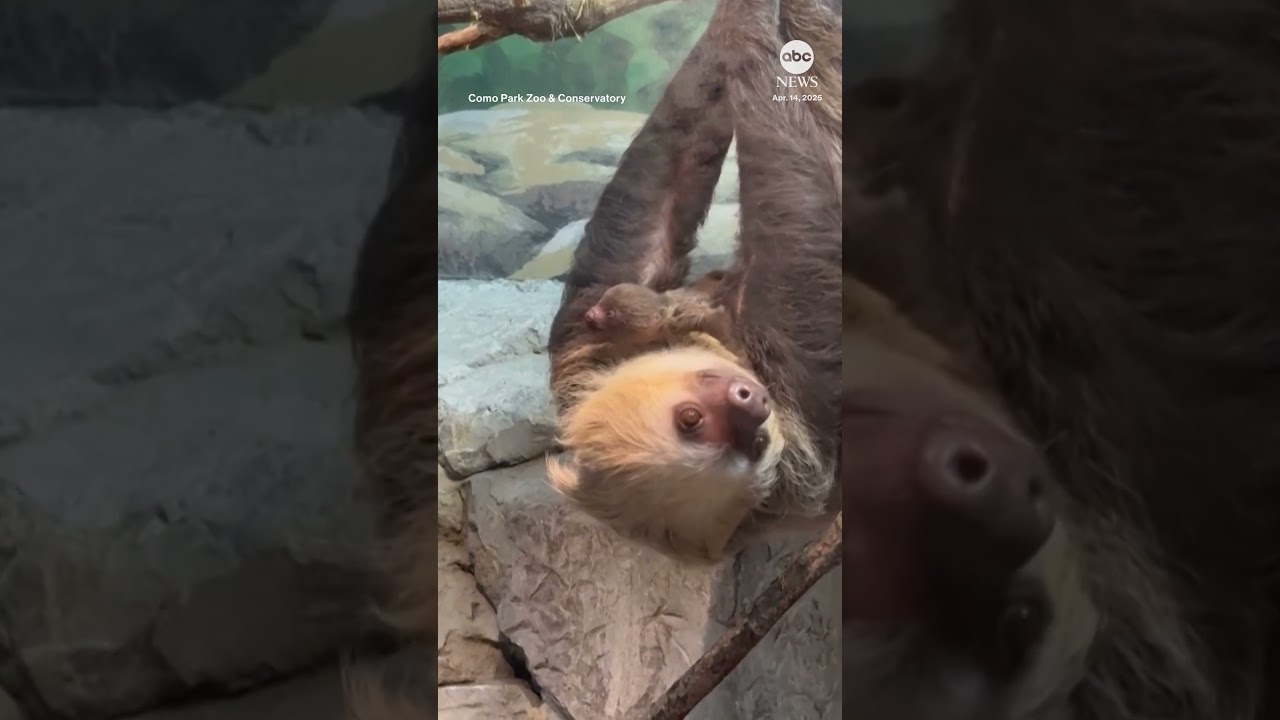 Baby sloth born right in front of zoo goers