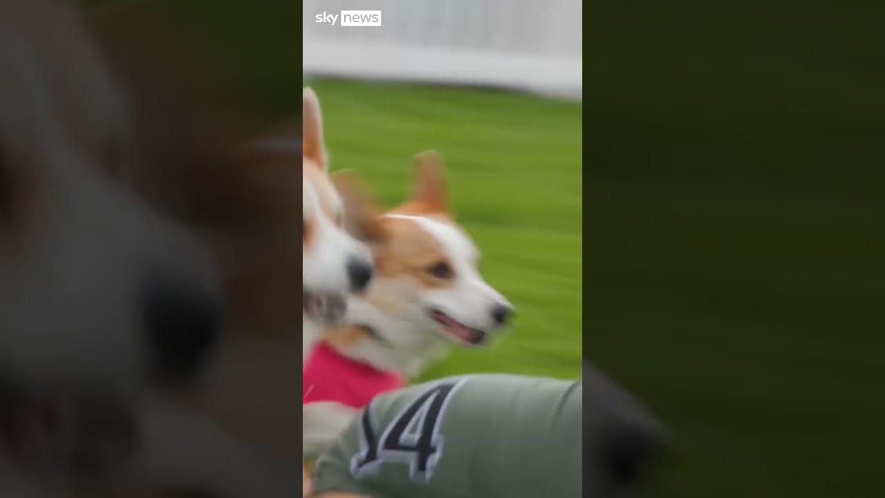Corgis go paw-to-paw