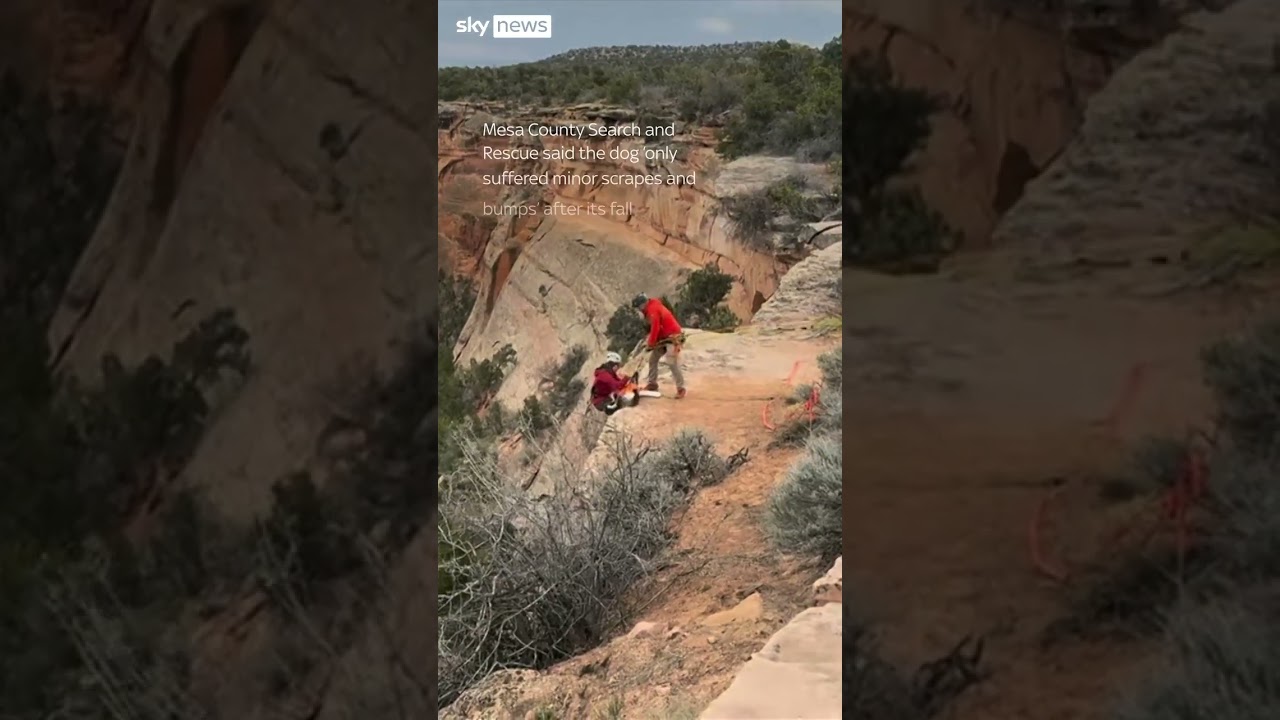 Dog rescued after falling 100 feet into canyon in Colorado