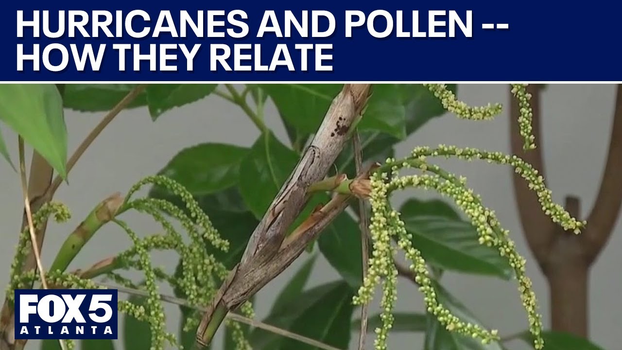 Hurricane impact on allergies