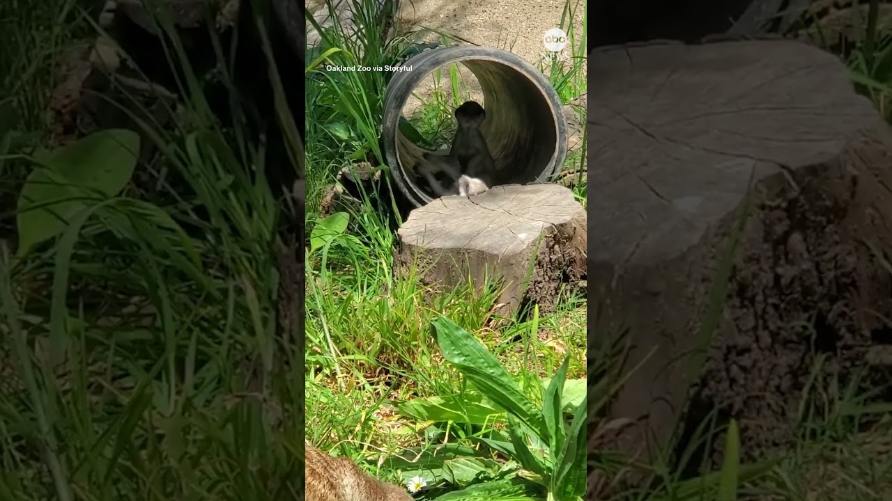 Meerkat siblings wrestle at zoo