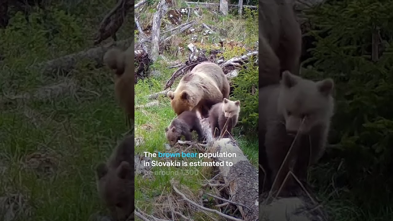 Slovakia calls for culling hundreds of bears | DW News