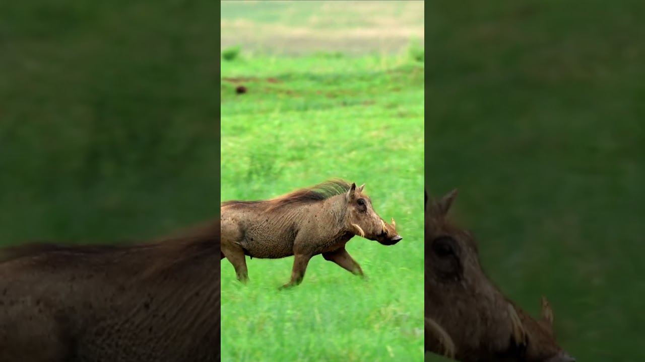 Animals in Lion King’s Savannah. Watch Now https://youtu.be/aJLEoDiD95g