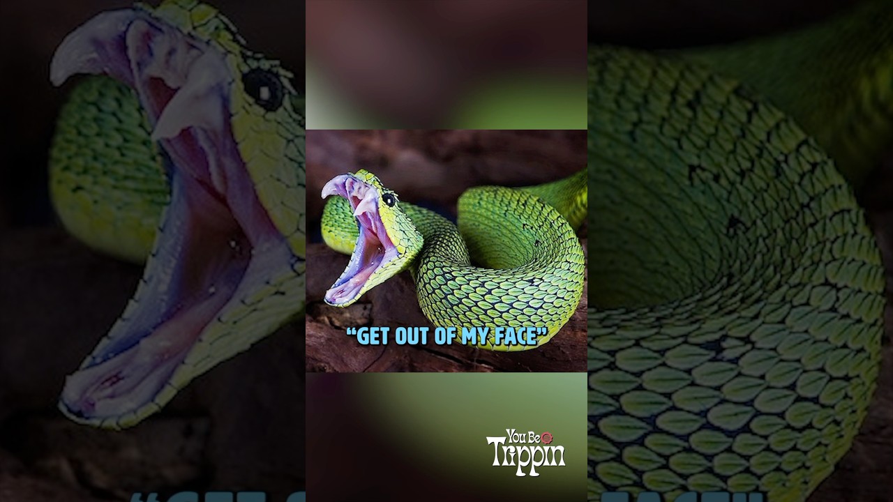 Attacked by a Green Mamba in Congo 🐍#podcast #tribe #travel