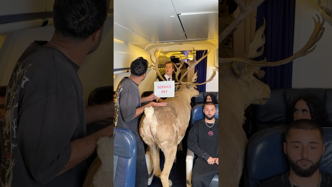 Boarding with a service animal