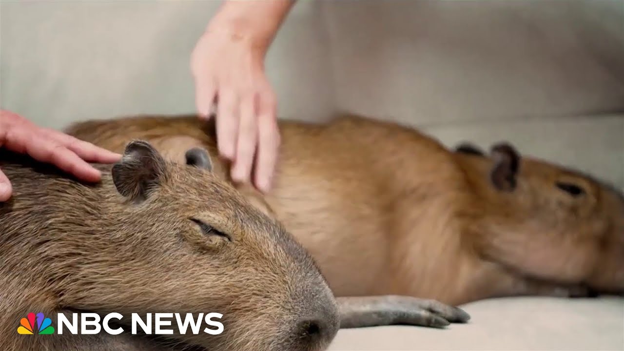 Cafe in Florida allows customers to play with capybaras