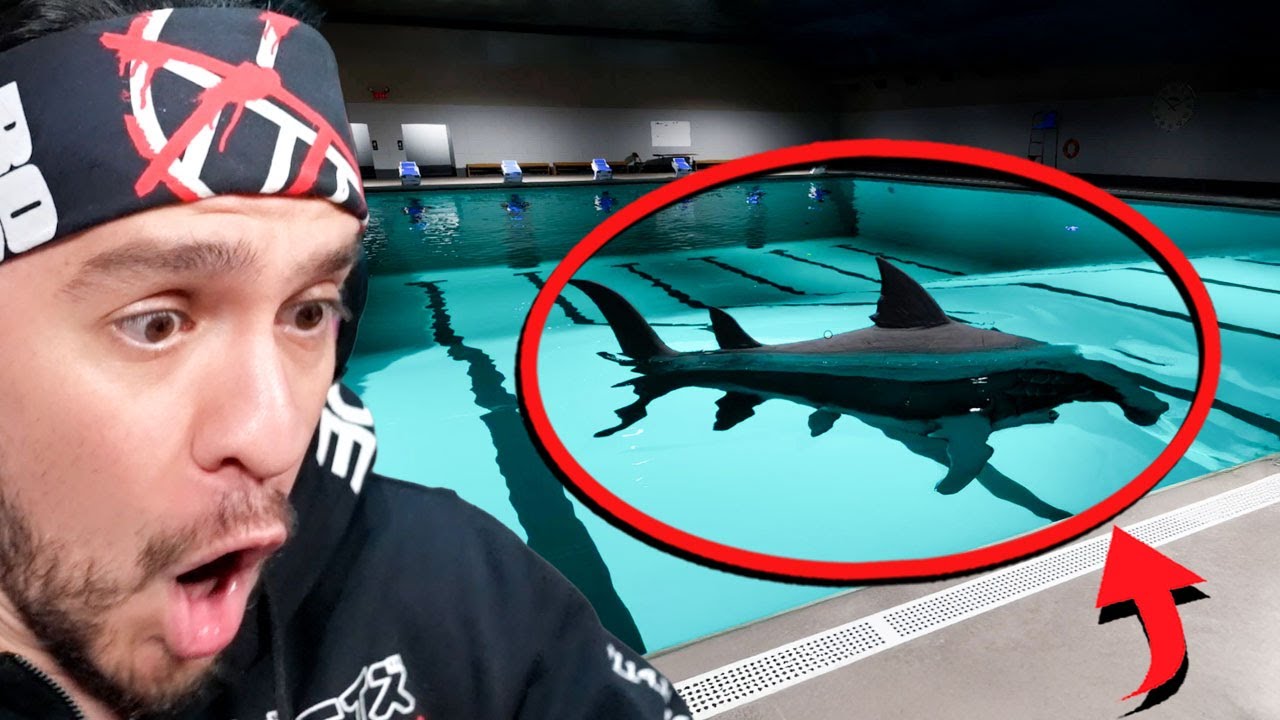 Face your Fears – Sharks and Minnows