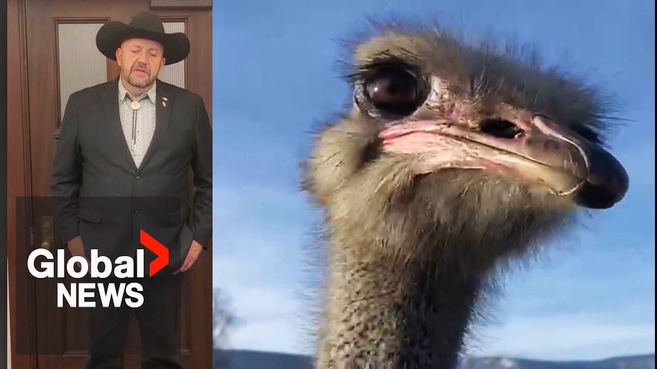 “Heartbroken”: 400 ostriches to be culled over avian flu concerns on BC farm