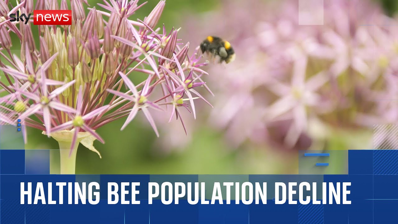 How tagging trees could help scientists stop bee populations declining