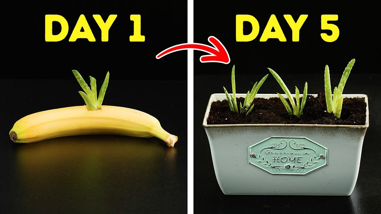 How to Turn Your Home Into a Green Paradise—No Special Skills Needed! 🌿🏡