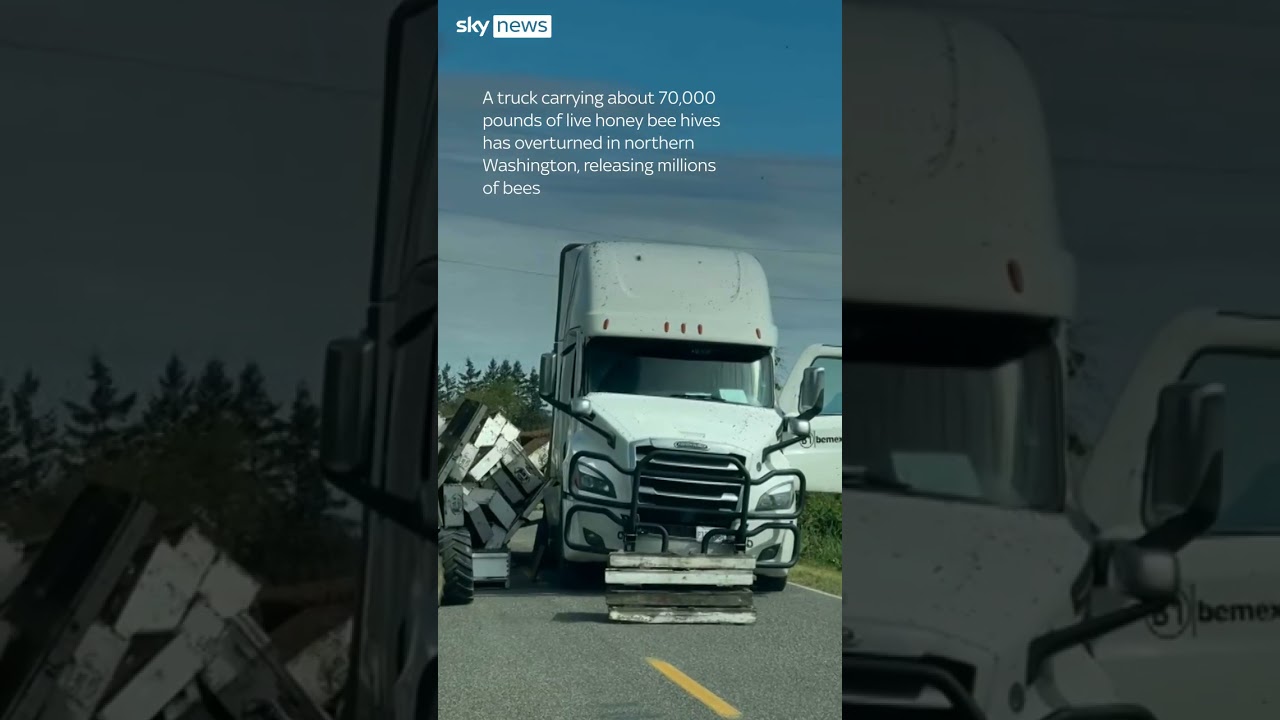 Millions of bees escape overturned truck