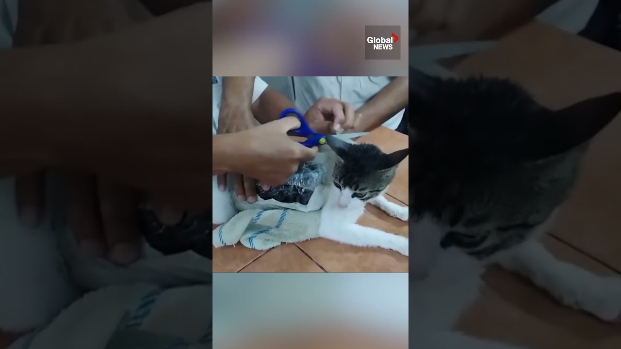“Narco Kitten”: Police foil cat’s plot to smuggle drugs into Costa Rica prison 🙀🚔