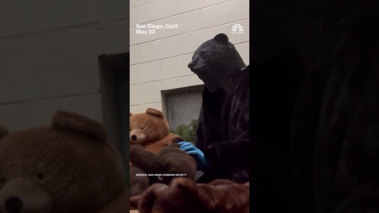 San Diego Humane Society employees wear bear costumes to take care of rescued bear cub