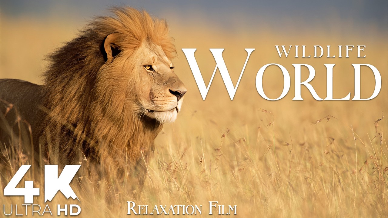 Savannah Wildlife 4K • Scenic Relaxation Film – Lion King’s Kingdom with Peaceful Music | Ultra HD