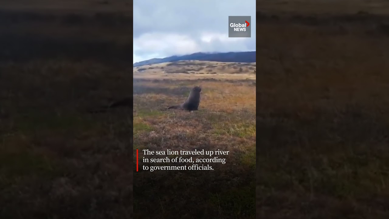 Sea lion found an incredible 50 kilometres inland from ocean in Chile