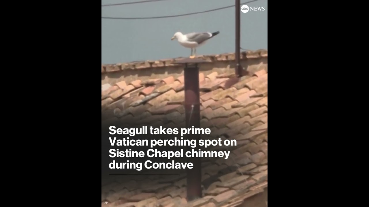 Seagull takes prime Vatican perching spot on Sistine Chapel chimney during conclave