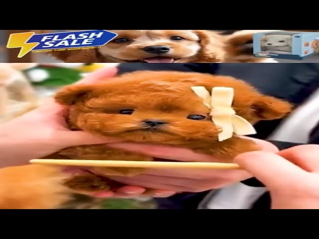 Are These AI Robot Dogs A Scam