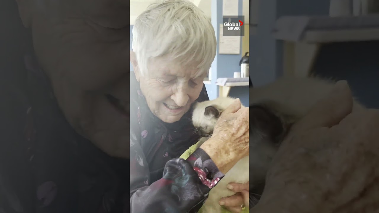 BC seniors get visit from kindle of tiny kittens 😻