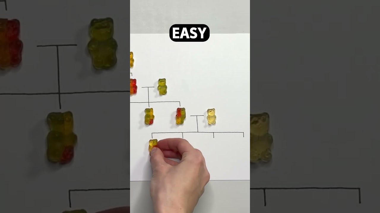 Genetics explained with gummy bears 🧬