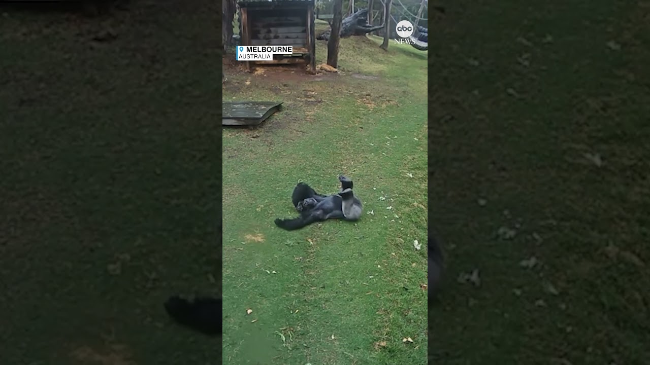 Gorilla rolls around in wet grass at zoo