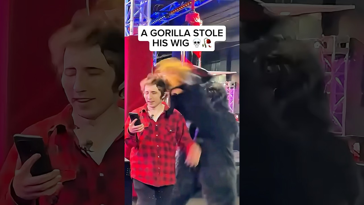 GORILLA STEALS KREEKCRAFT’S WIG… 💀🥀
