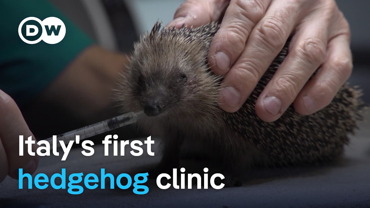 One man’s mission to save Europe’s hedgehogs | Focus on Europe