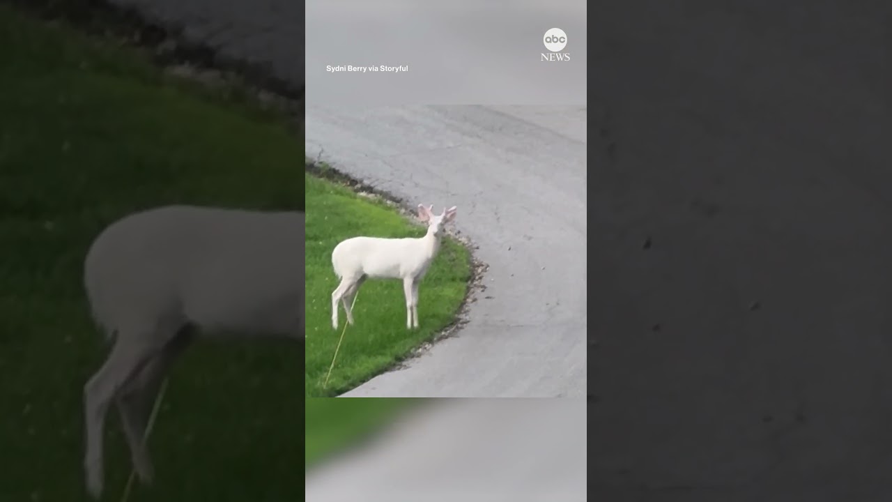 Rare albino deer spotted in suburban Missouri