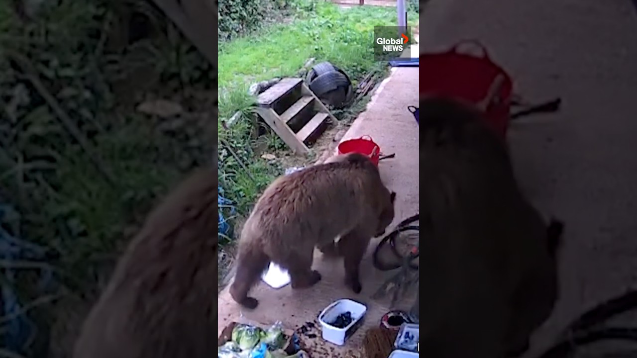 Sweet escape: Bears bust out of enclosure, gorge on honey, pass out 🐻🍯