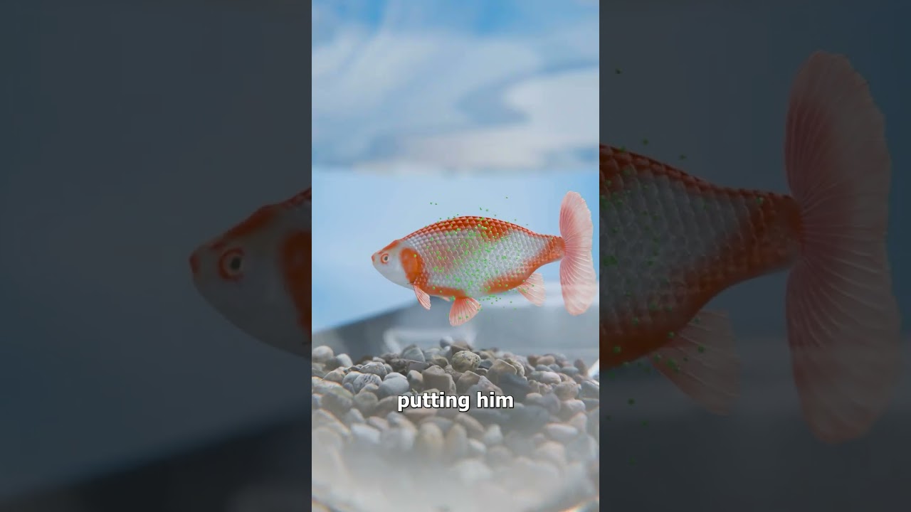 They Did Surgery On A Goldfish 😨